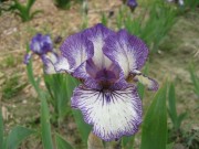 Irys bródkowy niski ‘Good Grief’ (Iris x barbata)
